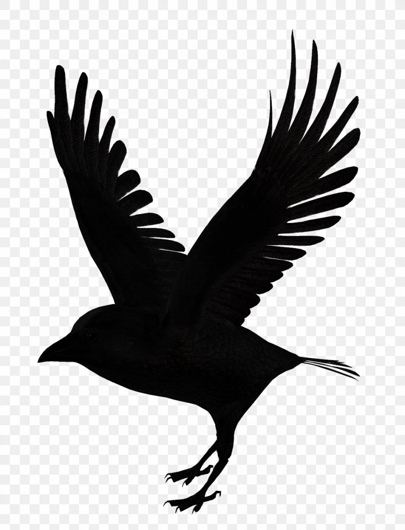 Bird Download, PNG, 963x1260px, Bird, Beak, Bird Of Prey, Black And White, Crow Download Free