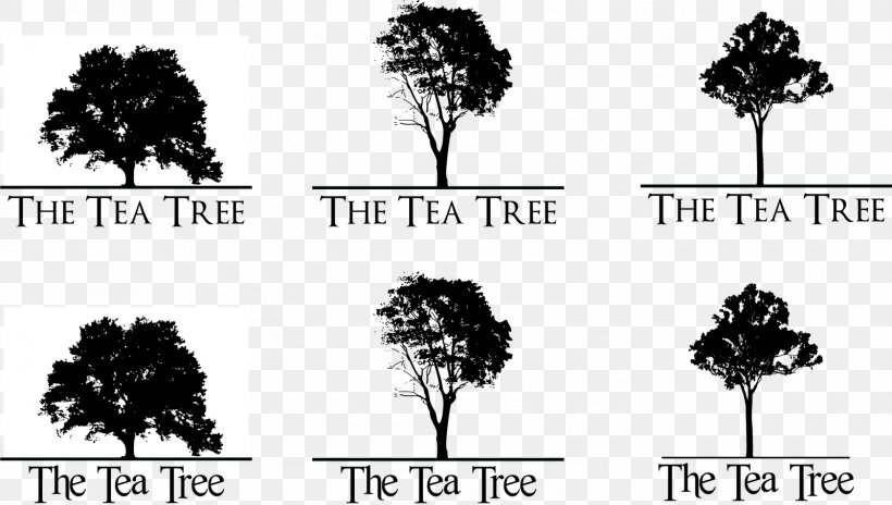 Branch Google Search Tree Pine, PNG, 1600x907px, Branch, Black, Black And White, Brand, Drawing Download Free