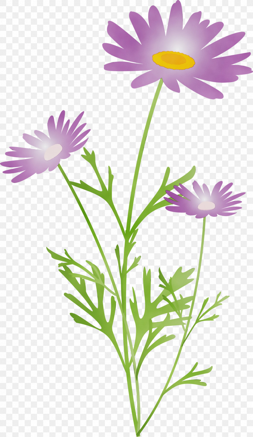 Daisy, PNG, 1737x2999px, Marguerite Flower, African Daisy, Aster, Chamomile, China Aster Download Free