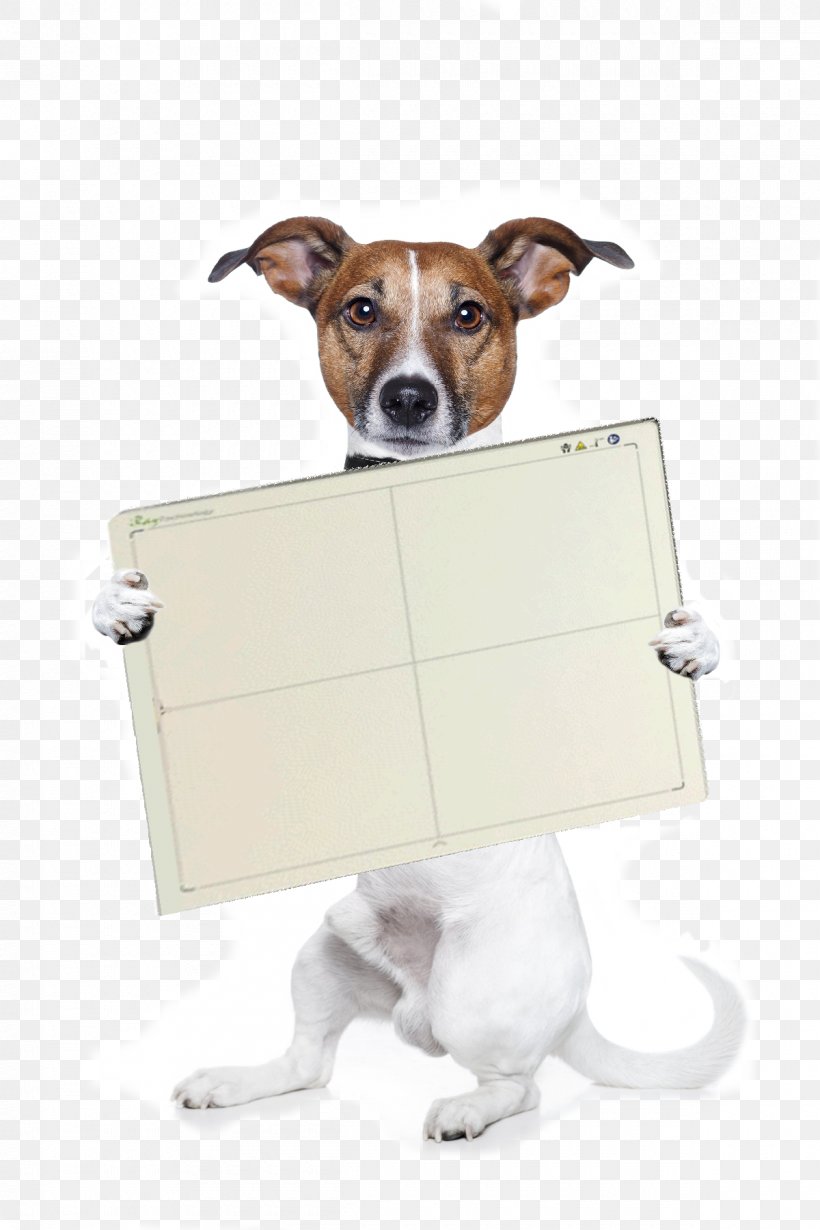Jack Russell Terrier Airedale Terrier Puppy Stock Photography, PNG, 1200x1800px, Jack Russell Terrier, Airedale Terrier, Companion Dog, Dog, Dog Breed Download Free