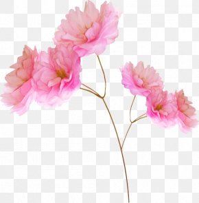 Pink Flowers Clip Art, PNG, 6195x4416px, Flower, Annual Plant, Color