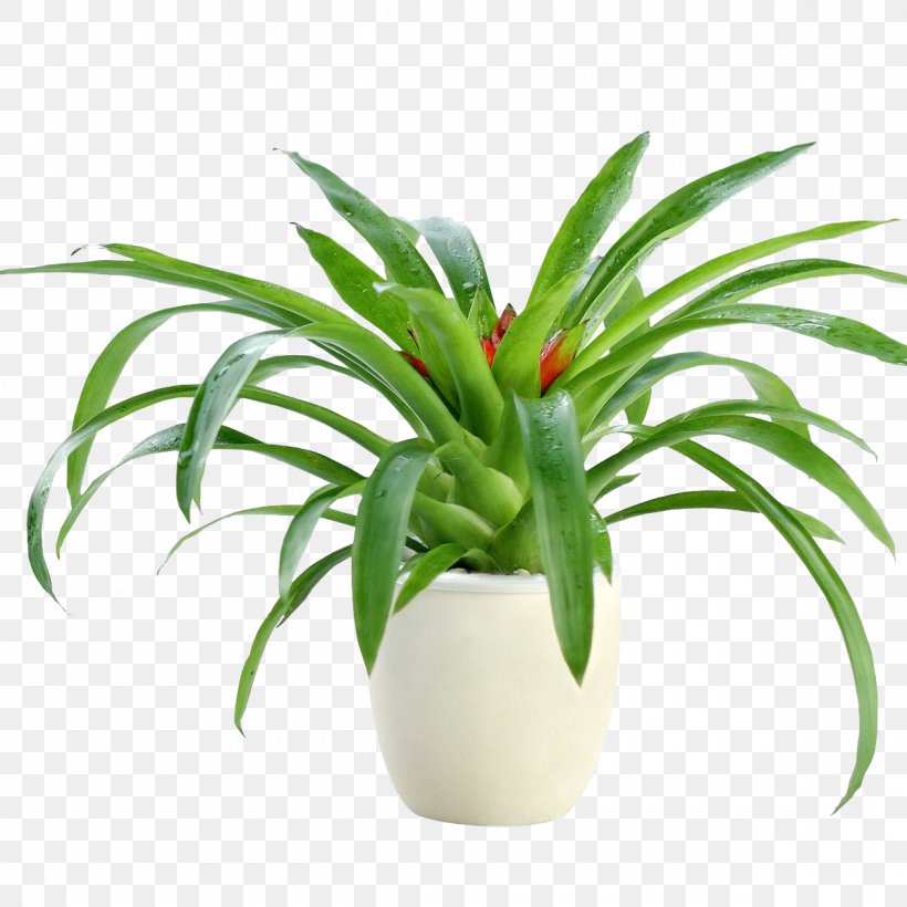 Flowerpot Image Photography Plants, PNG, 1200x1200px, Flowerpot, Bonsai, Bromeliaceae, Bromeliads, Flash Reflectors Download Free