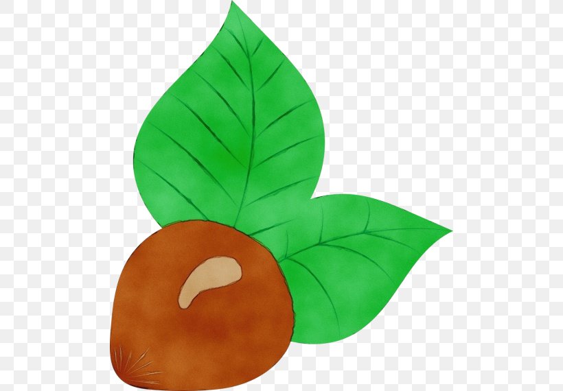 Hazelnut Acorn Lollipop Walnut Green, PNG, 500x570px, Watercolor, Acorn, Anthurium, Green, Hazelnut Download Free