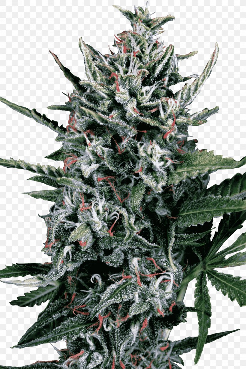 Autoflowering Cannabis Car Seed Hemp, PNG, 1440x2160px, Autoflowering Cannabis, Cannabidiol, Cannabis, Cannabis Sativa, Car Download Free