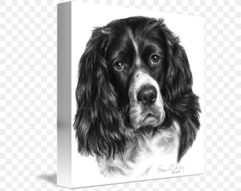 Field Spaniel English Springer Spaniel Boykin Spaniel Sussex Spaniel English Cocker Spaniel, PNG, 587x650px, Field Spaniel, Black And White, Boykin Spaniel, Breed Group Dog, Carnivoran Download Free