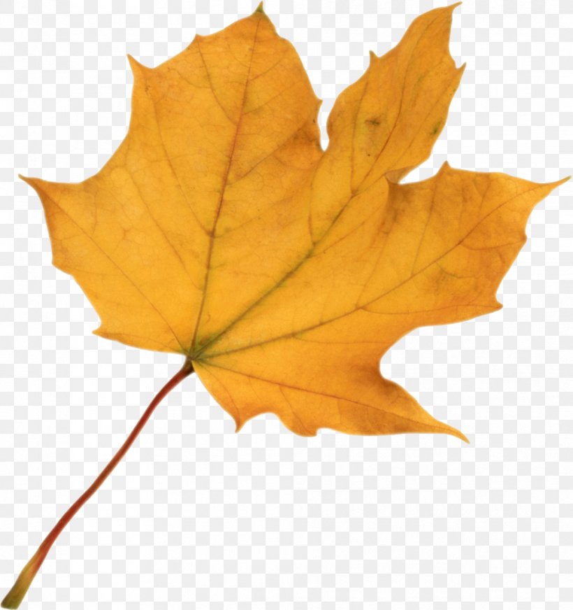 Autumn Leaf Color Clip Art, PNG, 1008x1073px, Autumn, Autumn Leaf Color, Leaf, Maple Leaf, Plane Tree Family Download Free