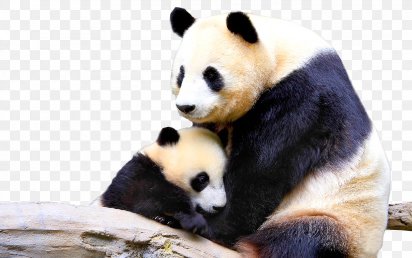 Giant Panda Infant Animal Mother Cuteness, PNG, 2548x1600px, Giant Panda, Baby Pandas, Bear, Carnivoran, Computer Monitors Download Free