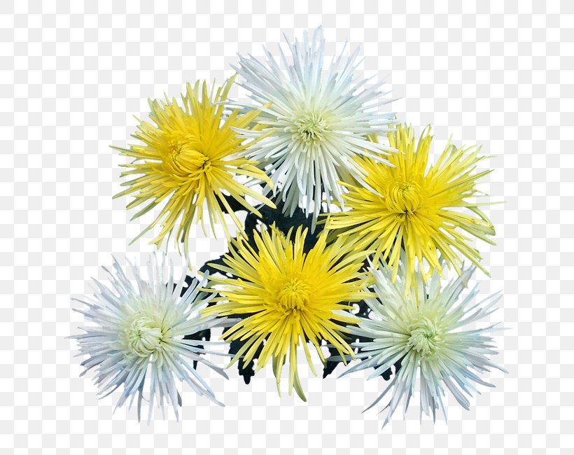 Dandelion Chrysanthemum Annual Plant, PNG, 650x650px, Dandelion, Annual Plant, Aster, Chrysanthemum, Chrysanths Download Free
