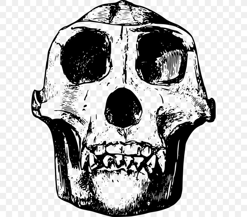 Gorilla Skull Clip Art, PNG, 612x720px, Gorilla, Black And White, Bone, Human Skeleton, Monochrome Download Free