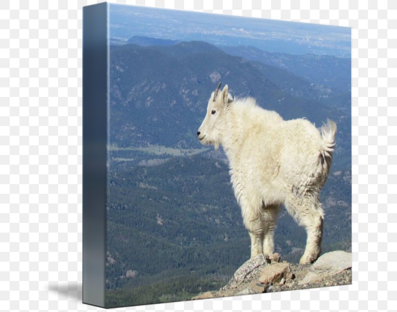 Mountain Goat Wildlife Sky Plc, PNG, 650x644px, Goat, Animal, Cow Goat Family, Fauna, Goats Download Free