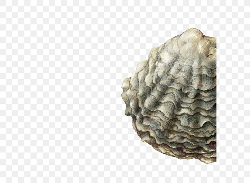 Oyster Clam Ostrea Edulis Seafood Shellfish, PNG, 600x600px, Oyster, Animal Source Foods, Clam, Clams Oysters Mussels And Scallops, Fish Download Free