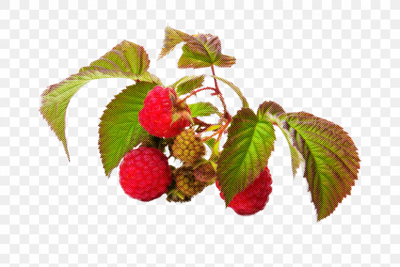 Plant West Indian Raspberry Raspberry Loganberry Flower, PNG, 1280x854px, Plant, Berry, Flower, Fruit, Leaf Download Free