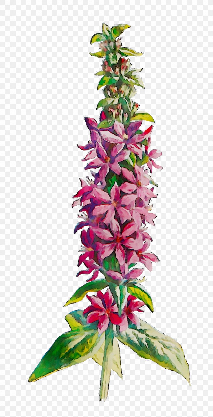 Flowering Plant Plant Stem Plants, PNG, 958x1872px, Flower, Aquarium Decor, Bromeliaceae, Cut Flowers, Flowering Plant Download Free