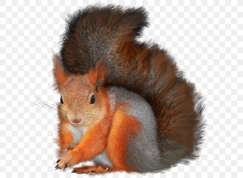 Clip Art Computer File Psd Adobe Photoshop, PNG, 590x600px, Tree Squirrels, Digital Image, Fauna, Fox Squirrel, Fur Download Free