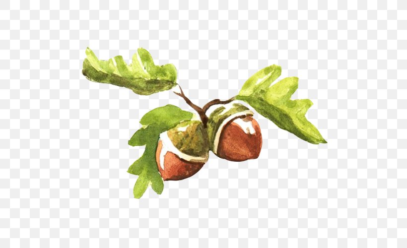 Fruit Watercolor Painting Acorn Illustration, PNG, 500x500px, Fruit, Acorn, Chestnut, Conifer Cone, Dessert Download Free