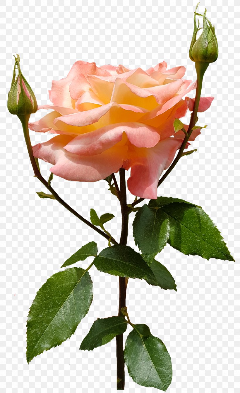 Garden Roses Cabbage Rose Floribunda, PNG, 1447x2362px, Garden Roses, Branch, Bud, Cabbage Rose, China Rose Download Free