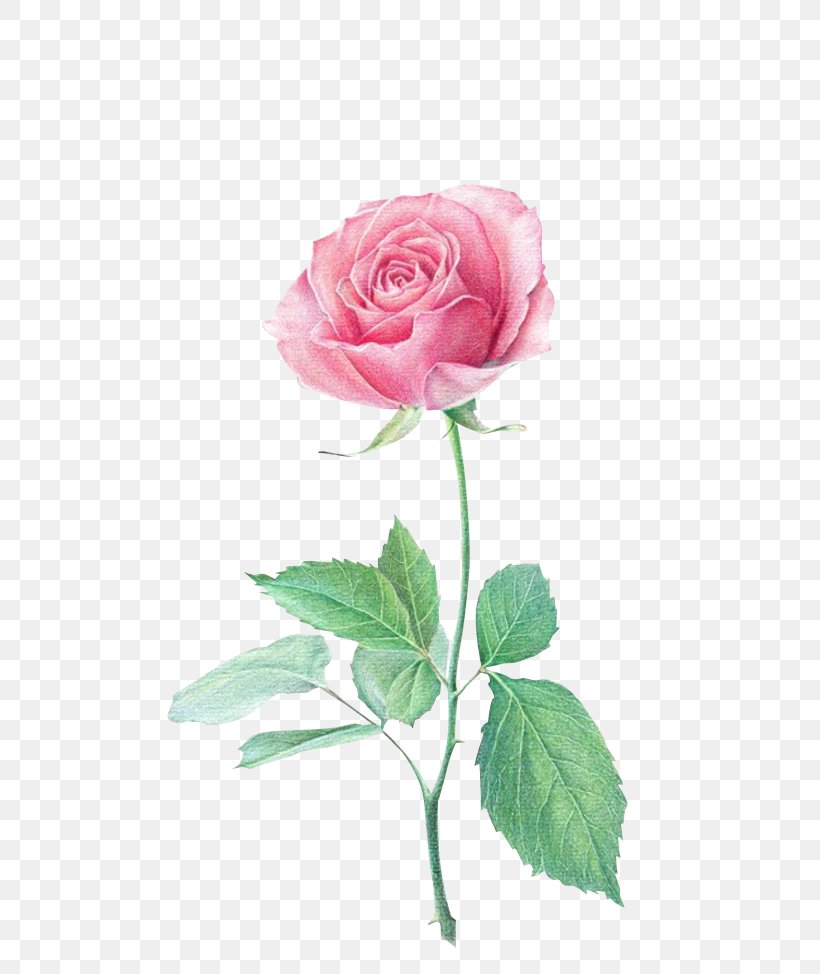 Colored Pencil Flower Drawing Beach Rose Paper Png 700x974px Colored Pencil Beach Rose Color Cut Flowers Orchid flower drawing and sketch. colored pencil flower drawing beach