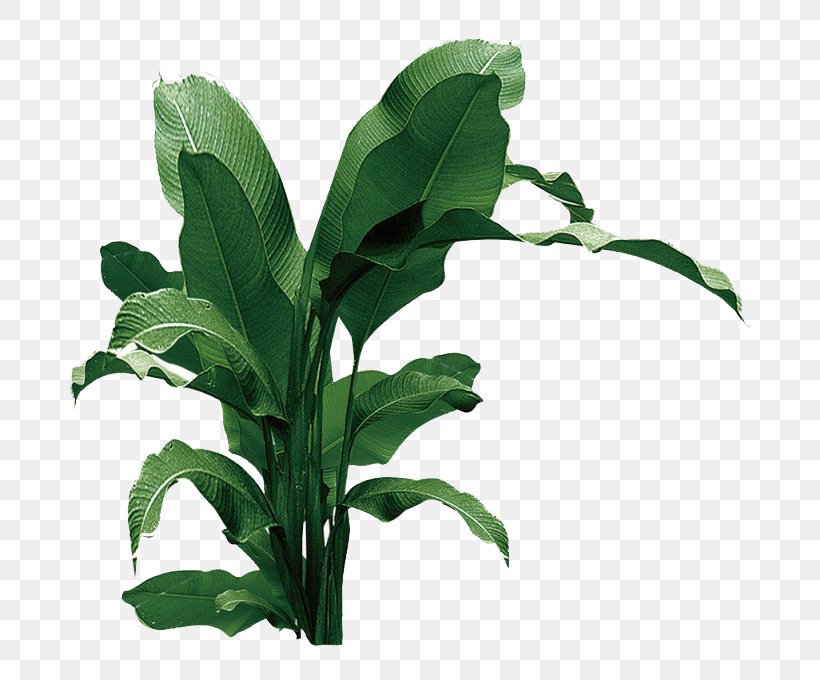 Download Leaf Musa Basjoo, PNG, 760x680px, Leaf, Banana, Data, Flowerpot, Grass Download Free