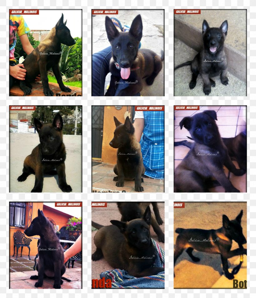 German Shepherd Malinois Dog Dog Breed Working Dog, PNG, 1373x1600px, German Shepherd, Breed, Carnivoran, Collage, Dog Download Free