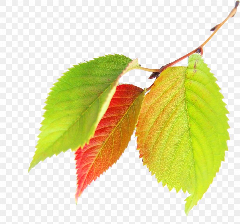 Maple Leaf Autumn, PNG, 2057x1928px, Leaf, Autumn, Autumn Leaf Color, Deciduous, Green Download Free
