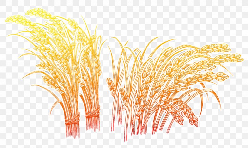 Oryza Sativa Wheat Rice, PNG, 1024x613px, Oryza Sativa, Caryopsis, Commodity, Crop, Five Grains Download Free
