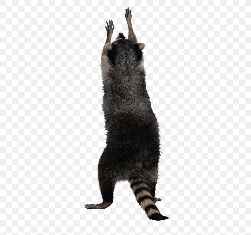 Raccoon Jenoti Clip Art, PNG, 529x768px, Raccoon, Bear, Black Cat, Carnivoran, Cat Download Free