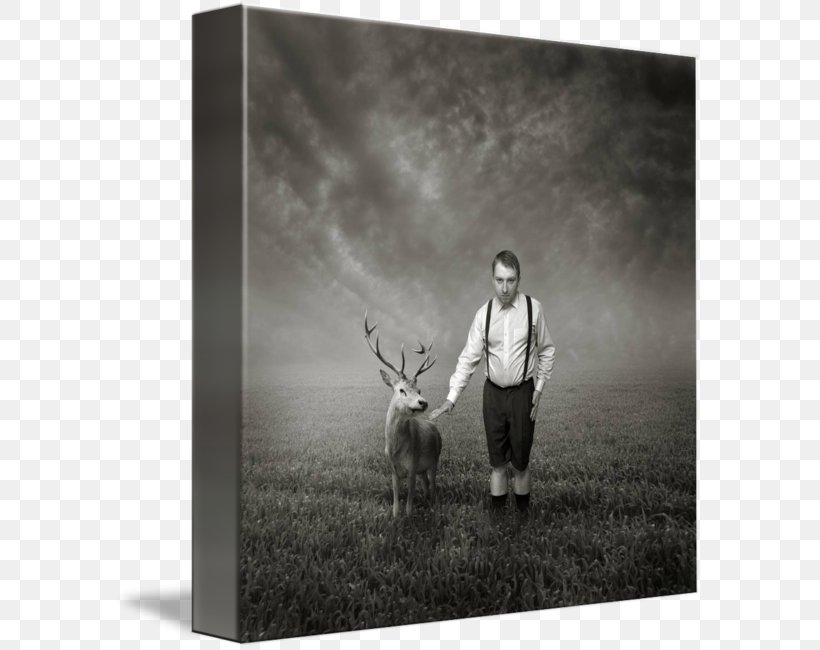 Reindeer Photography Picture Frames Antler, PNG, 589x650px, Reindeer, Antler, Black And White, Deer, Fauna Download Free