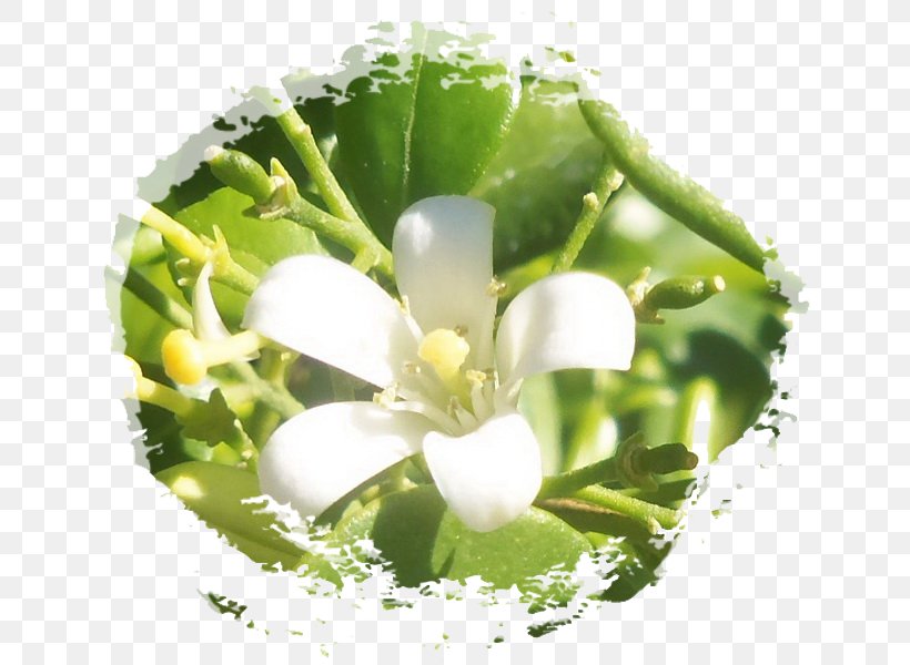 Thailand Phleng ดอกไม้เมือง ล้านนา, PNG, 660x600px, Thailand, Flower, Flowering Plant, Html5 Video, Jasmine Download Free