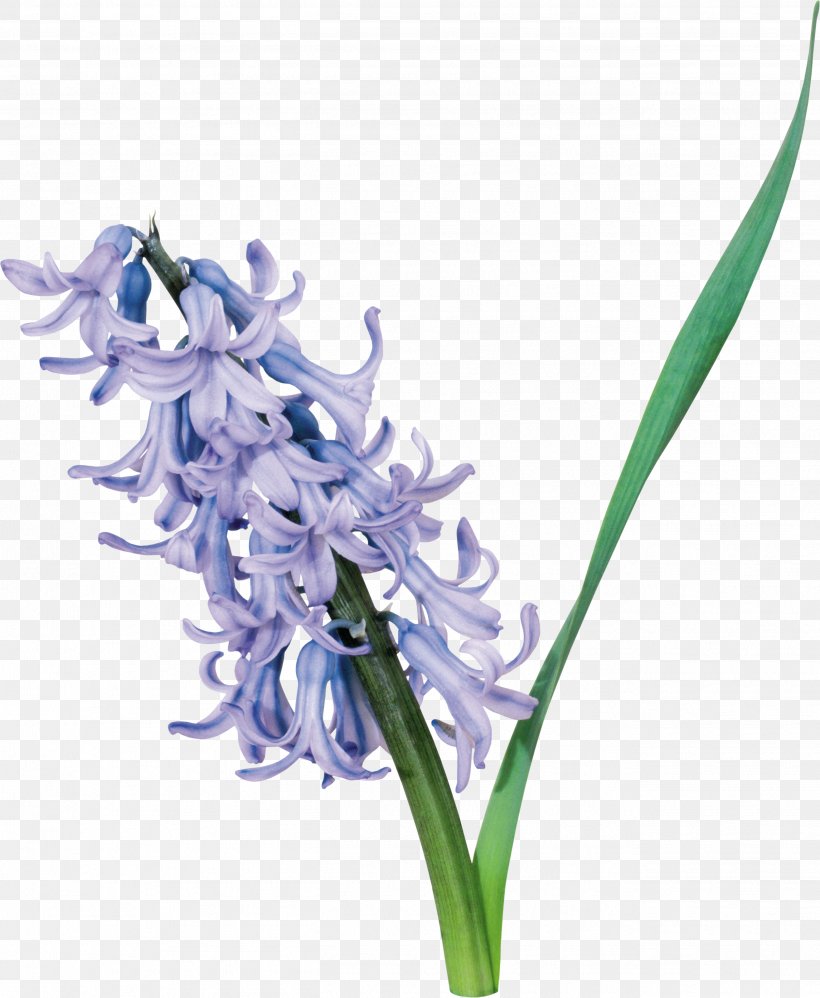 Cut Flowers Hyacinth Clip Art, PNG, 2629x3200px, Flower, Bonjour, Cut Flowers, Flowering Plant, Hyacinth Download Free