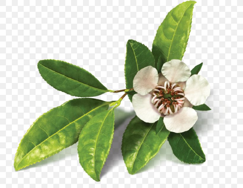 Essential Oil Tea Herbal Distillate Plant Common Sage, PNG, 744x634px, Essential Oil, Camellia Sinensis, Common Sage, Copaiba, Cosmetics Download Free