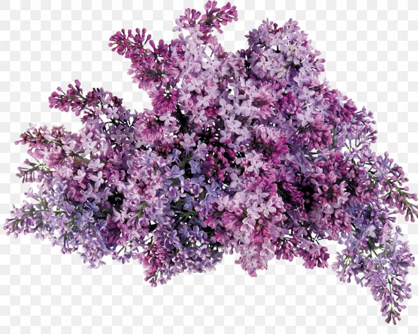 Lavender Lilac Clip Art, PNG, 1100x881px, Lavender, Branch, Common Lilac, Flower, Flower Bouquet Download Free