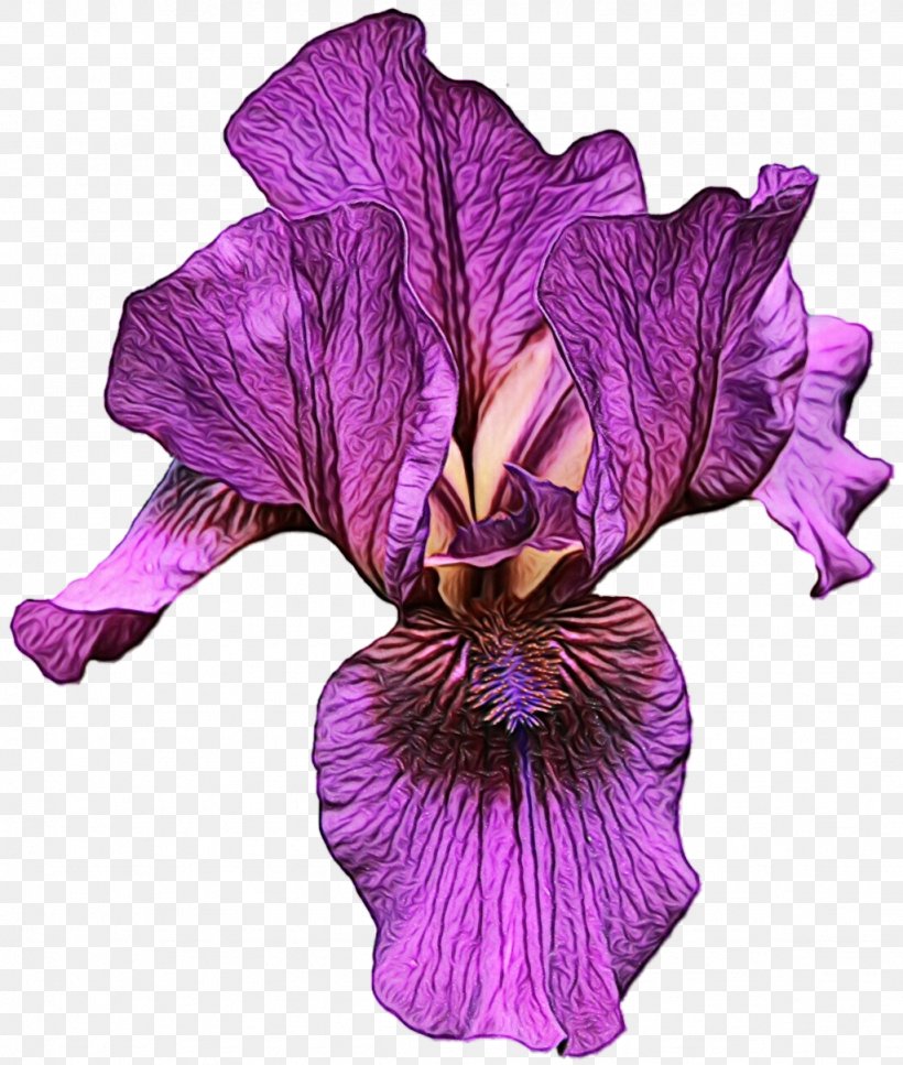 Purple, PNG, 1024x1208px, Purple, Cattleya, Cut Flowers, Flower, Flowering Plant Download Free