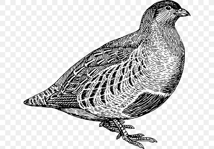 Quail Partridge Line Art Clip Art, PNG, 640x572px, Quail, Beak, Bird, Bird Of Prey, Black And White Download Free