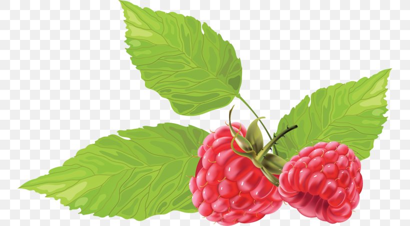 Raspberry, PNG, 750x453px, Raspberry, Auglis, Berry, Blackberry, Boysenberry Download Free