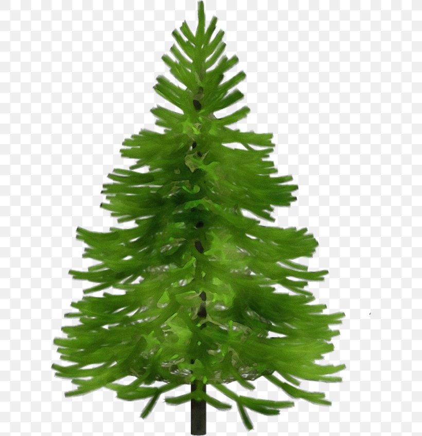 Shortleaf Black Spruce Balsam Fir Yellow Fir White Pine Colorado Spruce, PNG, 623x847px, Watercolor, Balsam Fir, Canadian Fir, Colorado Spruce, Columbian Spruce Download Free