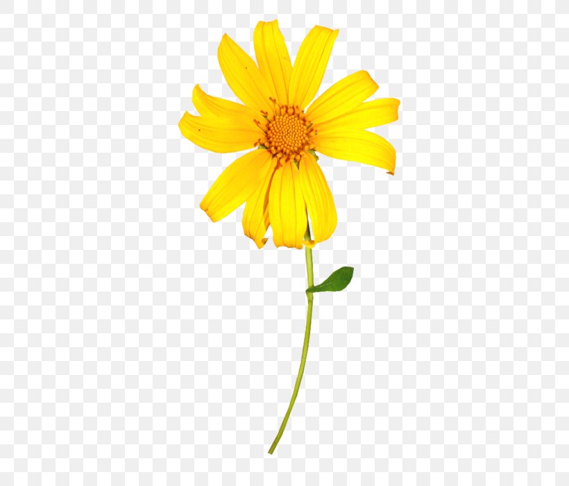 Yellow Flower Chrysanthemum Indicum, PNG, 374x700px, Yellow, Calendula, Chrysanthemum, Chrysanthemum Indicum, Chrysanths Download Free
