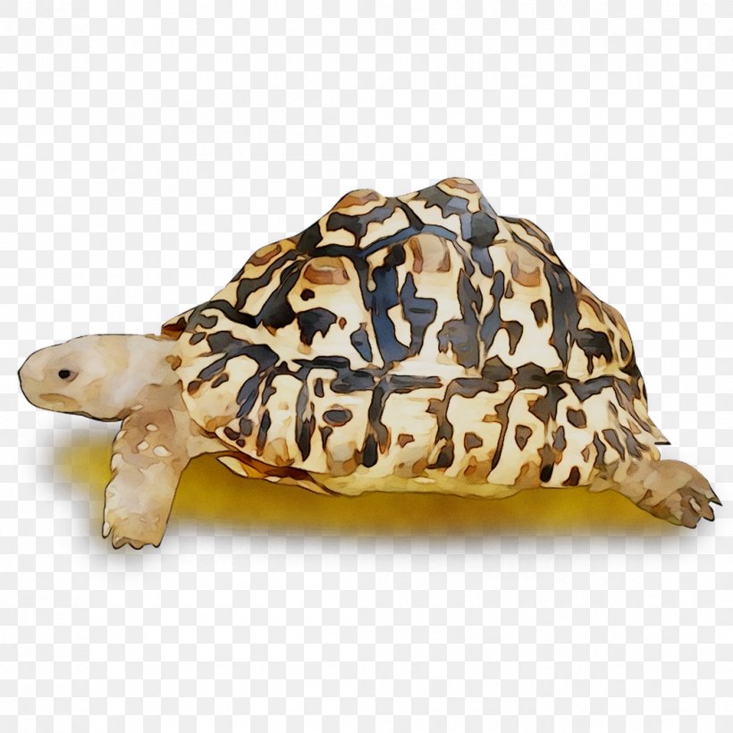 Box Turtles Tortoise Terrestrial Animal, PNG, 1044x1044px, Box Turtles, Animal, Animal Figure, Box Turtle, Hawksbill Sea Turtle Download Free