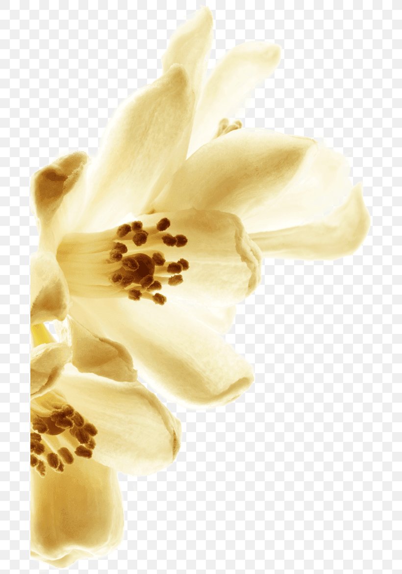 Chanel Grasse Tuberose Petal Flower, PNG, 696x1169px, Chanel, Cananga Odorata, Coco Chanel, Female, Flower Download Free