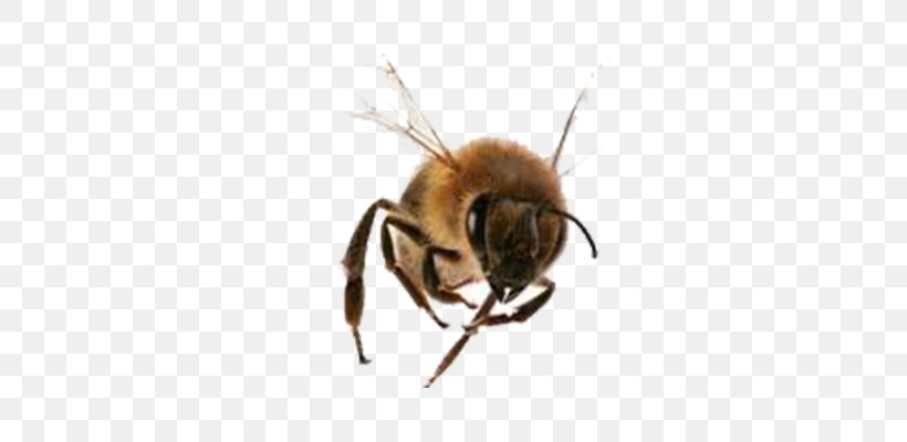 Stinger Italian Bee Bombus Hortorum Pterygota Apidae, PNG, 700x400px, Stinger, Apidae, Arthropod, Bee, Beehive Download Free