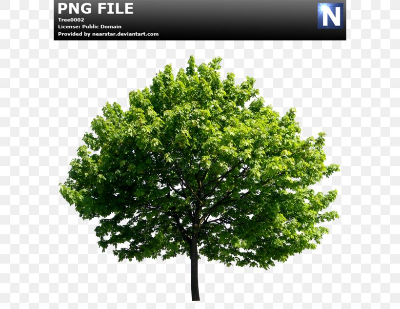 Tree Ulmus Minor Lossless Compression, PNG, 600x633px, Tree, Data, Data Compression, Elm, English Oak Download Free