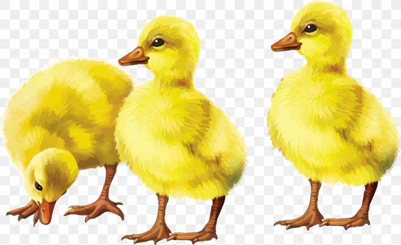 Domestic Duck Bird Goose Baby Duckling, PNG, 4000x2453px, Domestic Duck, Baby Duckling, Beak, Bird, Duck Download Free