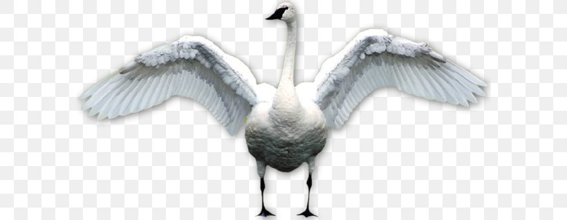 Duck Bird Mute Swan Black Swan, PNG, 600x318px, Duck, Beak, Bird, Black Swan, Crane Like Bird Download Free