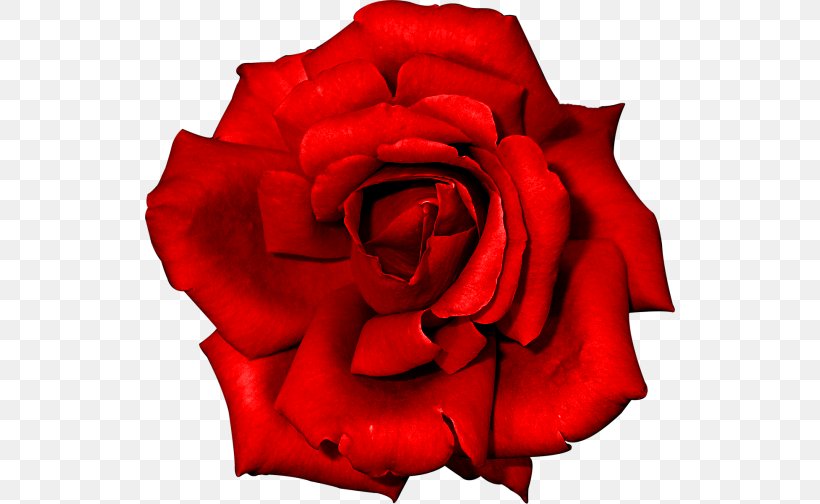 Flower Red, PNG, 530x504px, Flower, Close Up, Cut Flowers, Floribunda, Flower Bouquet Download Free