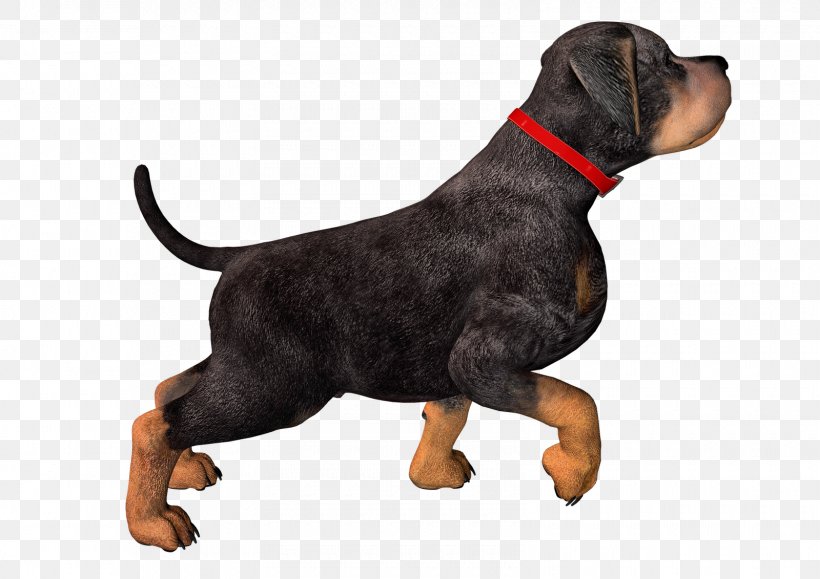Rottweiler Puppy Clip Art, PNG, 1600x1131px, Rottweiler, Carnivoran, Dog, Dog Breed, Dog Collar Download Free