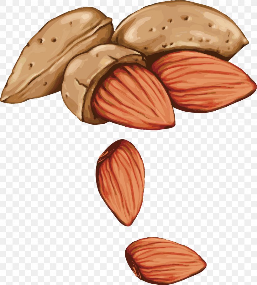 Tree Nut Allergy Drawing Seed, PNG, 2272x2520px, Nut, Acorn, Almond, Commodity, Drawing Download Free