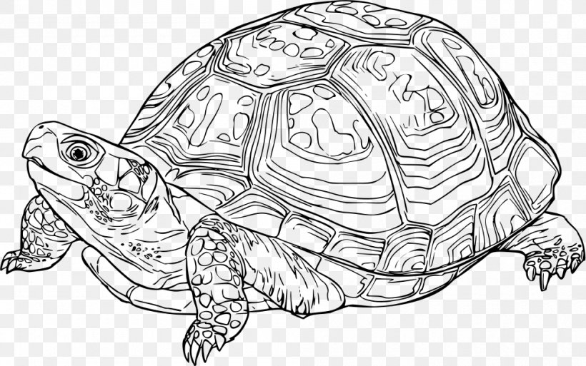 Box Turtles Reptile Tortoise Clip Art, PNG, 1000x626px, Turtle, Artwork, Black And White, Box Turtle, Box Turtles Download Free