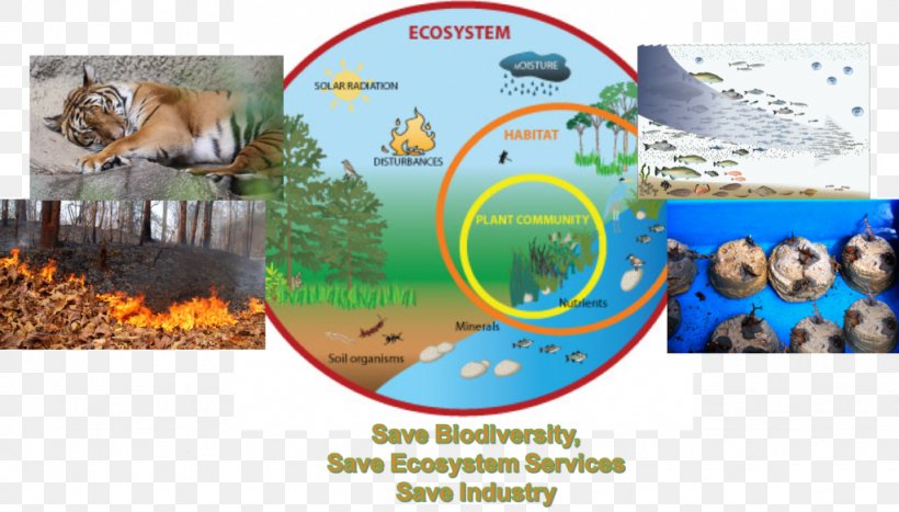 Marine Ecosystem Diagram Food Chain Ecology, PNG, 1024x584px, Ecosystem, Advertising, Aquatic Ecosystem, Biotic Component, Brochure Download Free