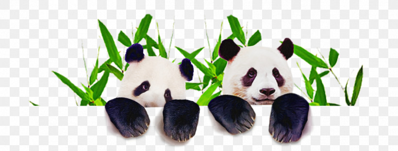 Panda, PNG, 1313x500px, Panda, Animal Figure, Bear, Grass Download Free