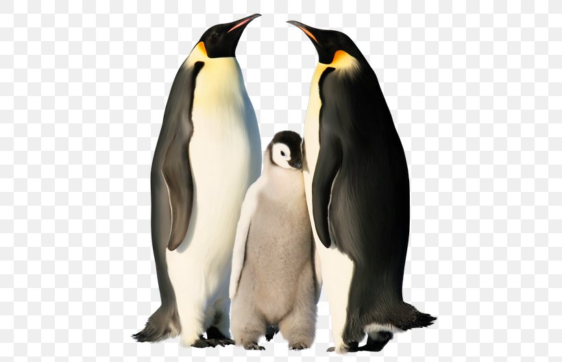 The Emperor Penguin Antarctica, PNG, 480x528px, Penguin, Animal, Antarctic, Antarctica, Beak Download Free
