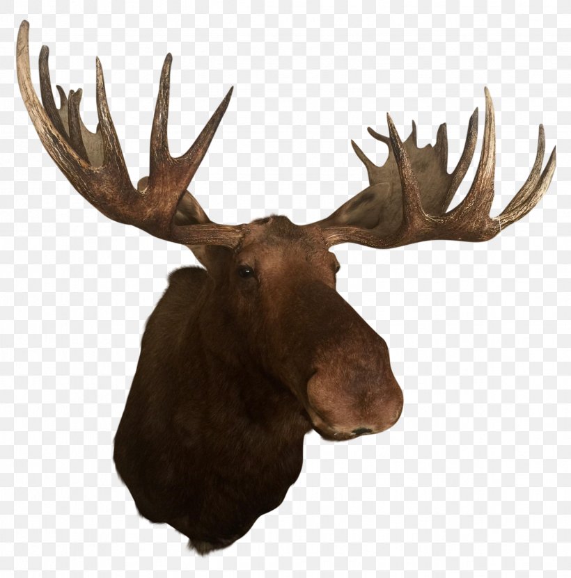 Deer Elk Alaska Moose Antler Trophy Hunting, PNG, 2448x2481px, Deer, Alaska Moose, Animal, Antler, Chairish Download Free